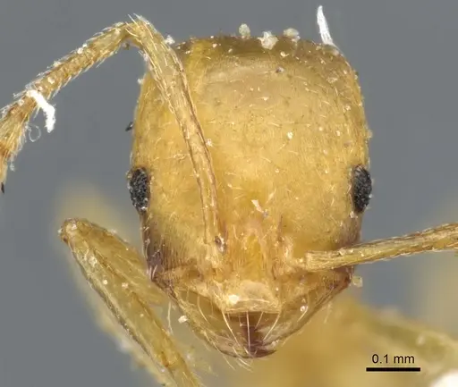Monomorium sahlbergi specimen CASENT0904576 image casent0904576_2