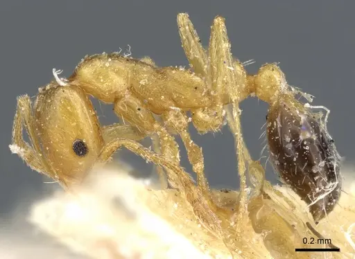 Monomorium sahlbergi specimen CASENT0904576 image casent0904576_3