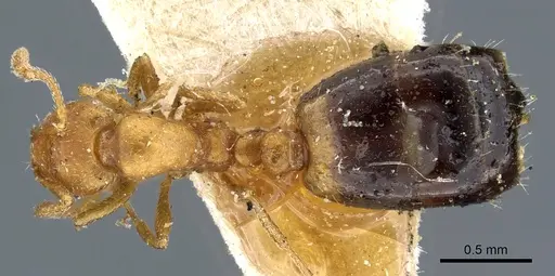 Monomorium sahlbergi specimen CASENT0904577 image casent0904577_1