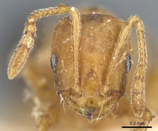 Monomorium sahlbergi specimen CASENT0904577 image casent0904577_2
