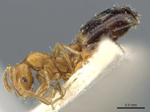 Monomorium sahlbergi specimen CASENT0904577 image casent0904577_3