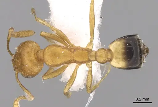 Monomorium sahlbergi specimen CASENT0906492 image casent0906492_1