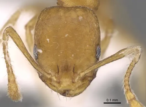 Monomorium sahlbergi specimen CASENT0906492 image casent0906492_2