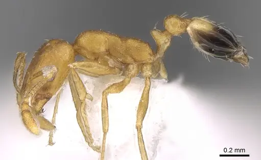 Monomorium sahlbergi specimen CASENT0906492 image casent0906492_3