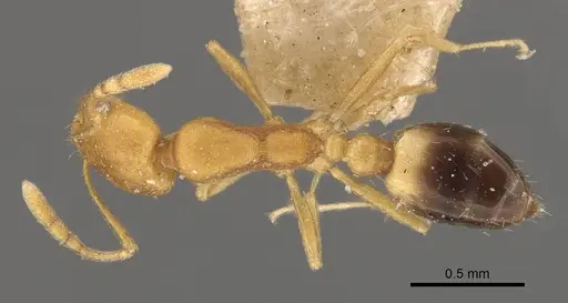 Monomorium sahlbergi specimen CASENT0908718 image casent0908718_1