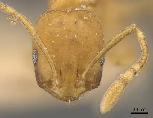 Monomorium sahlbergi specimen CASENT0908718 image casent0908718_2