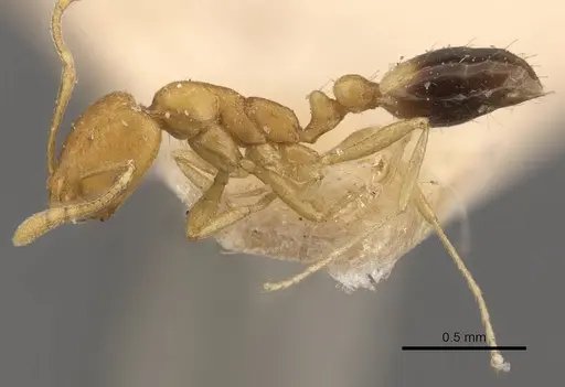 Monomorium sahlbergi specimen CASENT0908718 image casent0908718_3