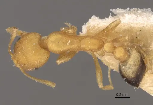 Monomorium sahlbergi specimen CASENT0917812 image casent0917812_1