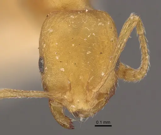 Monomorium sahlbergi specimen CASENT0917812 image casent0917812_2