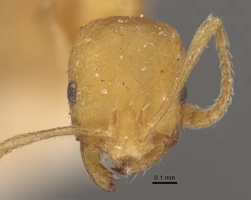 Monomorium sahlbergi specimen CASENT0917812 image casent0917812_3