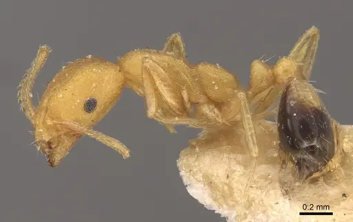 Monomorium sahlbergi specimen CASENT0917812 image casent0917812_4