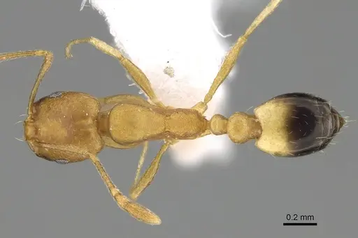 Monomorium sahlbergi specimen CASENT0922304 image casent0922304_1