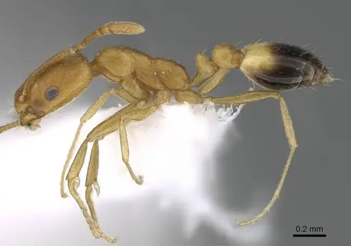 Monomorium sahlbergi specimen CASENT0922304 image casent0922304_3