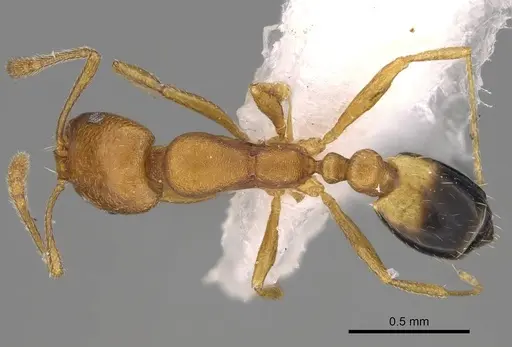 Monomorium sahlbergi specimen CASENT0922875 image casent0922875_1