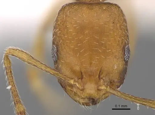 Monomorium sahlbergi specimen CASENT0922875 image casent0922875_2