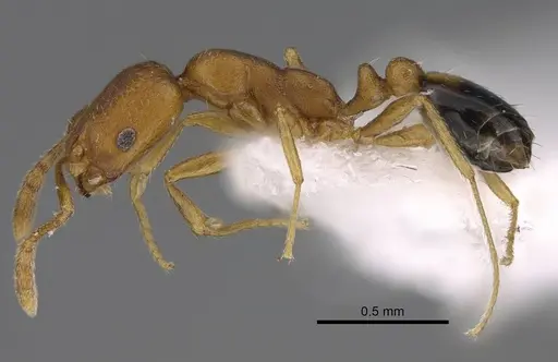 Monomorium sahlbergi specimen CASENT0922875 image casent0922875_3