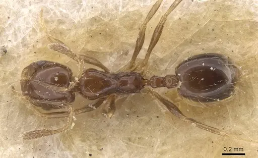 Monomorium sakalavum specimen CASENT0010889 image casent0010889_1