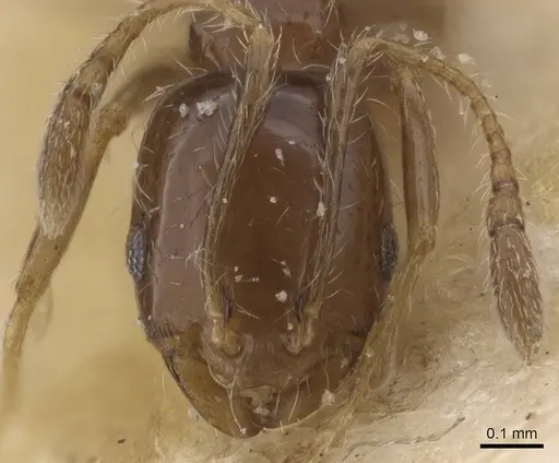 Monomorium sakalavum specimen CASENT0010889 image casent0010889_2