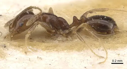 Monomorium sakalavum specimen CASENT0010889 image casent0010889_3