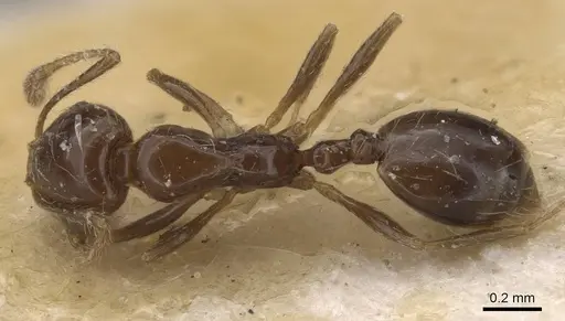 Monomorium sakalavum specimen CASENT0010890 image casent0010890_1