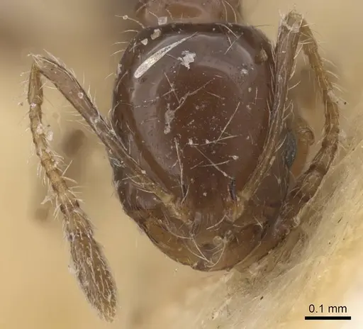 Monomorium sakalavum specimen CASENT0010890 image casent0010890_2