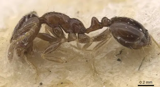 Monomorium sakalavum specimen CASENT0010890 image casent0010890_3
