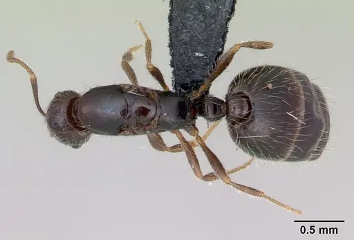 Monomorium sakalavum specimen CASENT0475894 image casent0475894_1