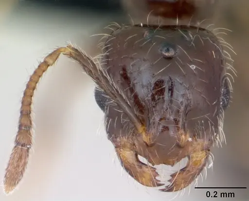 Monomorium sakalavum specimen CASENT0475894 image casent0475894_2