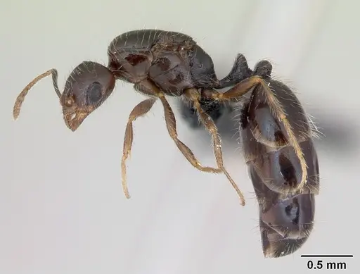 Monomorium sakalavum specimen CASENT0475894 image casent0475894_3