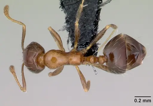 Monomorium sakalavum specimen CASENT0475908 image casent0475908_1