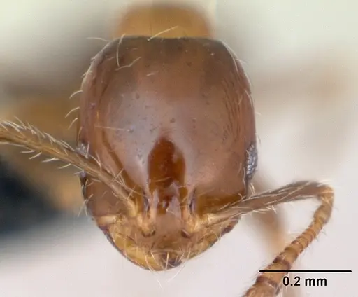 Monomorium sakalavum specimen CASENT0475908 image casent0475908_2