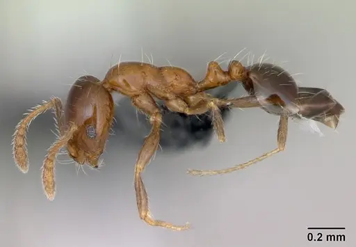 Monomorium sakalavum specimen CASENT0475908 image casent0475908_3