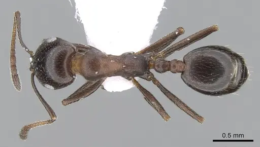Monomorium salomonis specimen CASENT0281553 image casent0281553_1