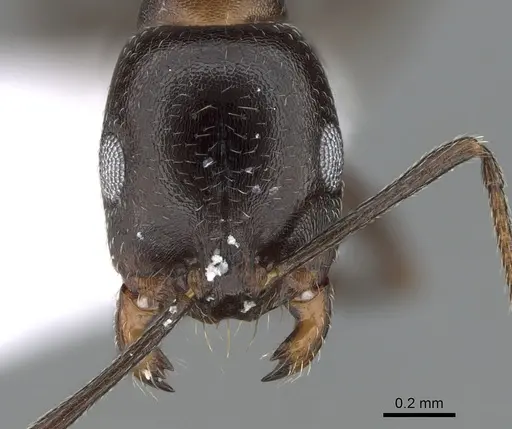 Monomorium salomonis specimen CASENT0281553 image casent0281553_2