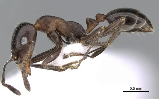 Monomorium salomonis specimen CASENT0281553 image casent0281553_3