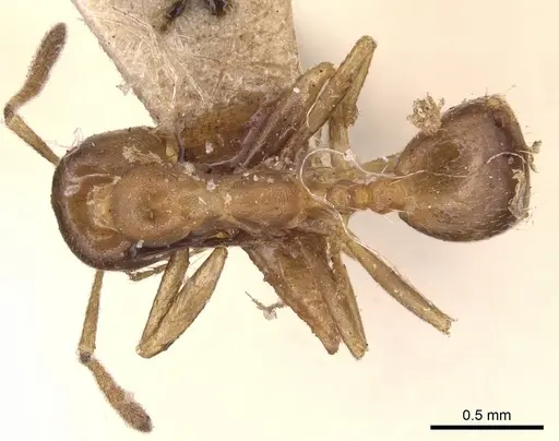 Monomorium salomonis specimen CASENT0904595 image casent0904595_1