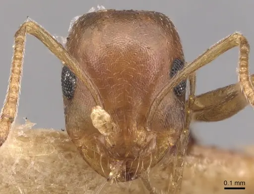 Monomorium salomonis specimen CASENT0904595 image casent0904595_2