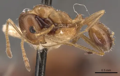 Monomorium salomonis specimen CASENT0904595 image casent0904595_3
