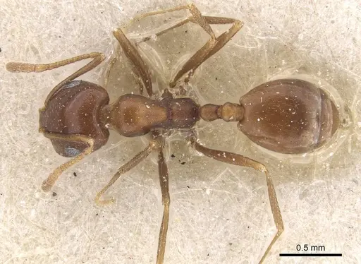 Monomorium salomonis specimen CASENT0913835 image casent0913835_1