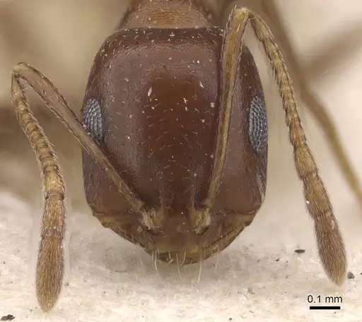 Monomorium salomonis specimen CASENT0913835 image casent0913835_2