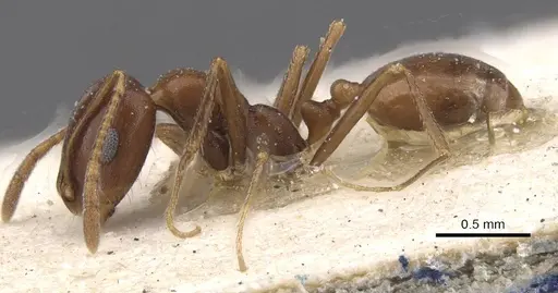 Monomorium salomonis specimen CASENT0913835 image casent0913835_3
