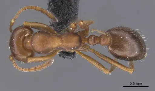 Monomorium salomonis specimen CASENT0913836 image casent0913836_1