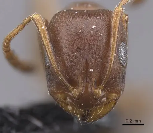 Monomorium salomonis specimen CASENT0913836 image casent0913836_2