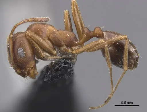 Monomorium salomonis specimen CASENT0913836 image casent0913836_3
