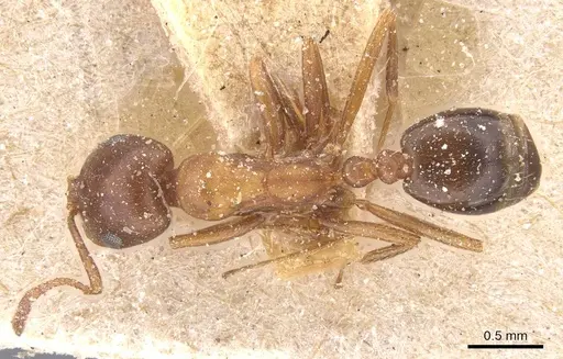 Monomorium salomonis specimen CASENT0913837 image casent0913837_1