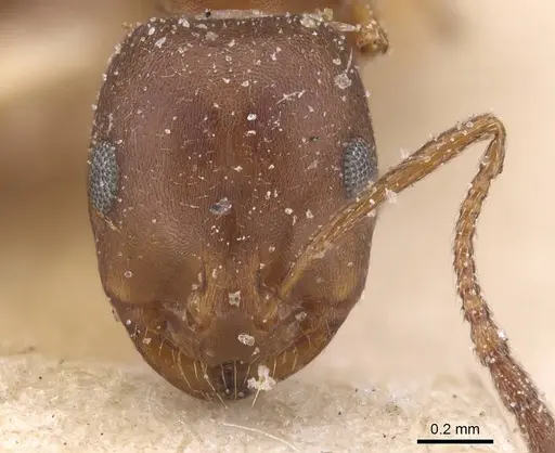 Monomorium salomonis specimen CASENT0913837 image casent0913837_2