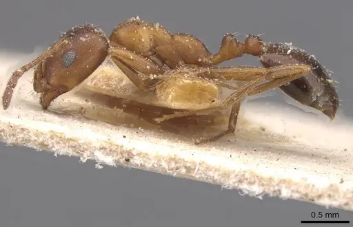 Monomorium salomonis specimen CASENT0913837 image casent0913837_3