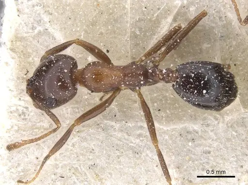 Monomorium salomonis specimen CASENT0913838 image casent0913838_1