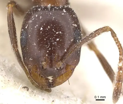 Monomorium salomonis specimen CASENT0913838 image casent0913838_2