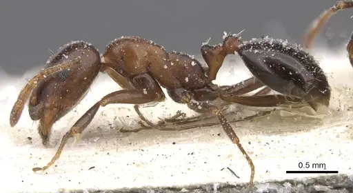 Monomorium salomonis specimen CASENT0913838 image casent0913838_3